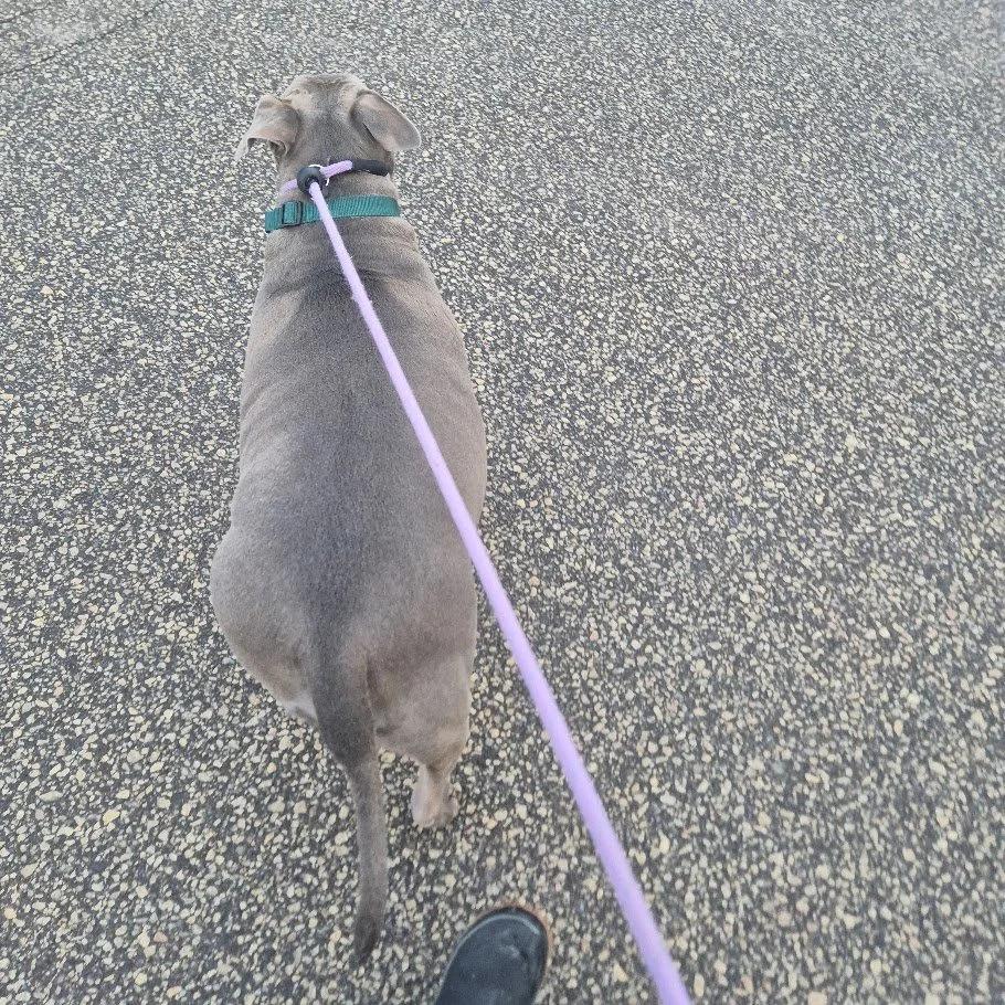 Big Mac, a ADOPTABLE mixed breed in Winona, MN image 4/6
