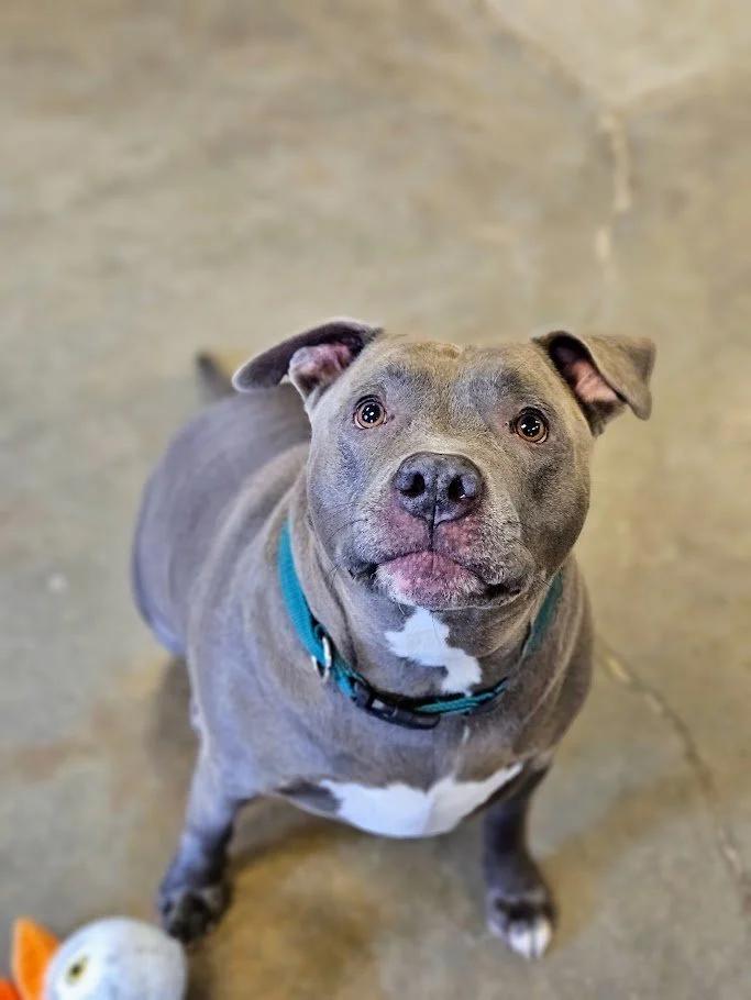 Big Mac, ADOPTABLE, Adult Male Pit Bull Terrier.