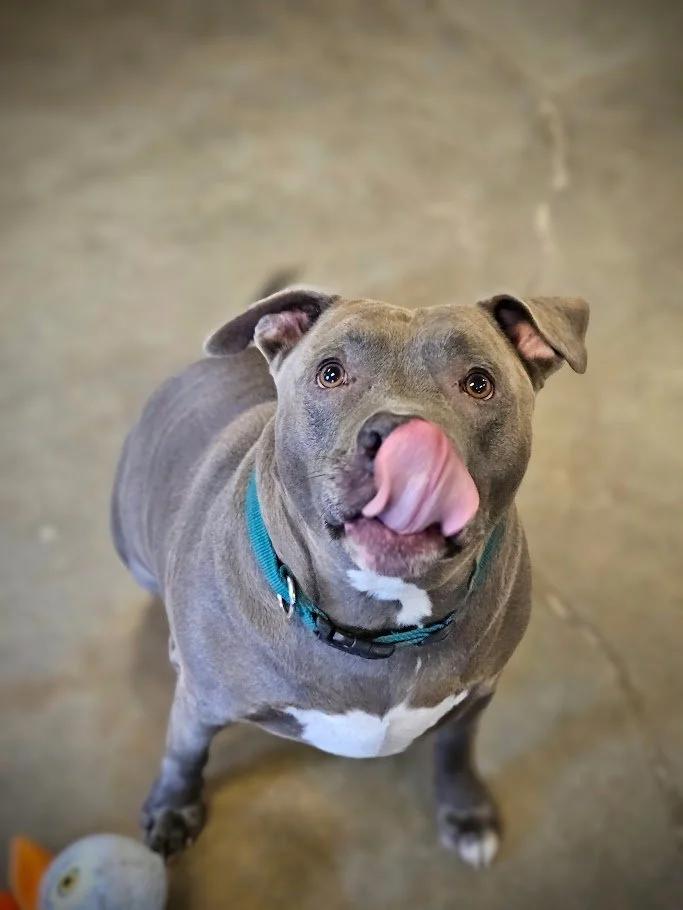 Big Mac, a ADOPTABLE mixed breed in Winona, MN image 6/6