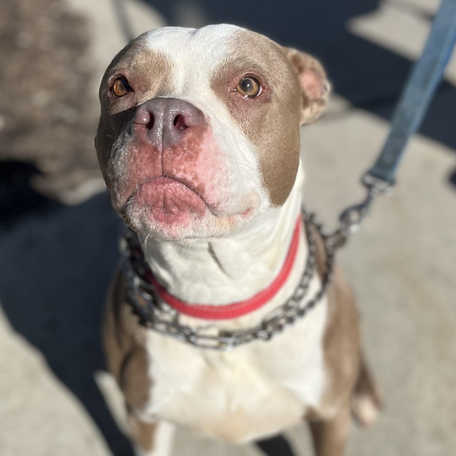 Enlarge Scarlet , a ADOPTABLE mixed breed in Buffalo, NY image 6/6