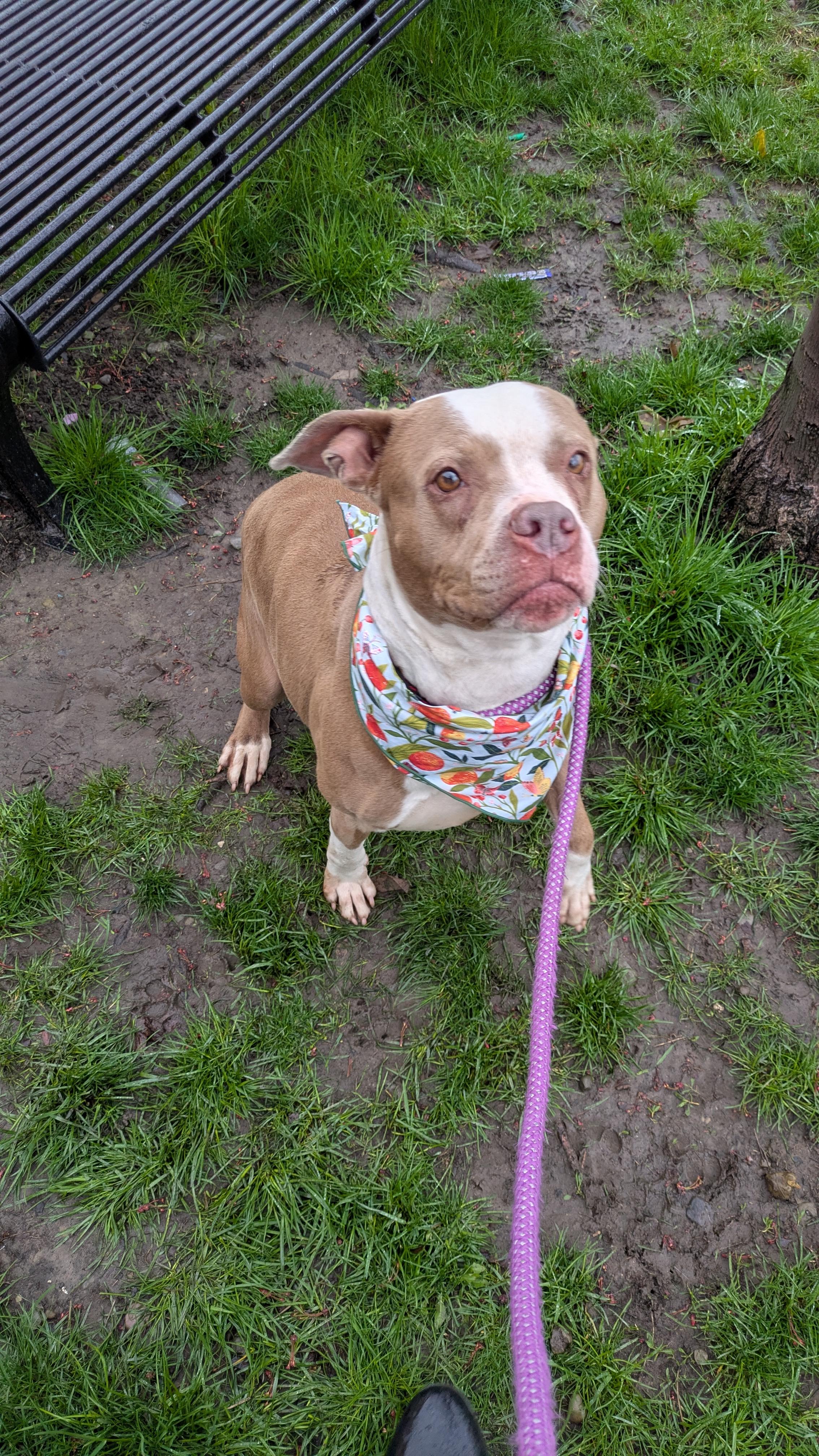 Enlarge Scarlet , a ADOPTABLE mixed breed in Buffalo, NY image 6/6