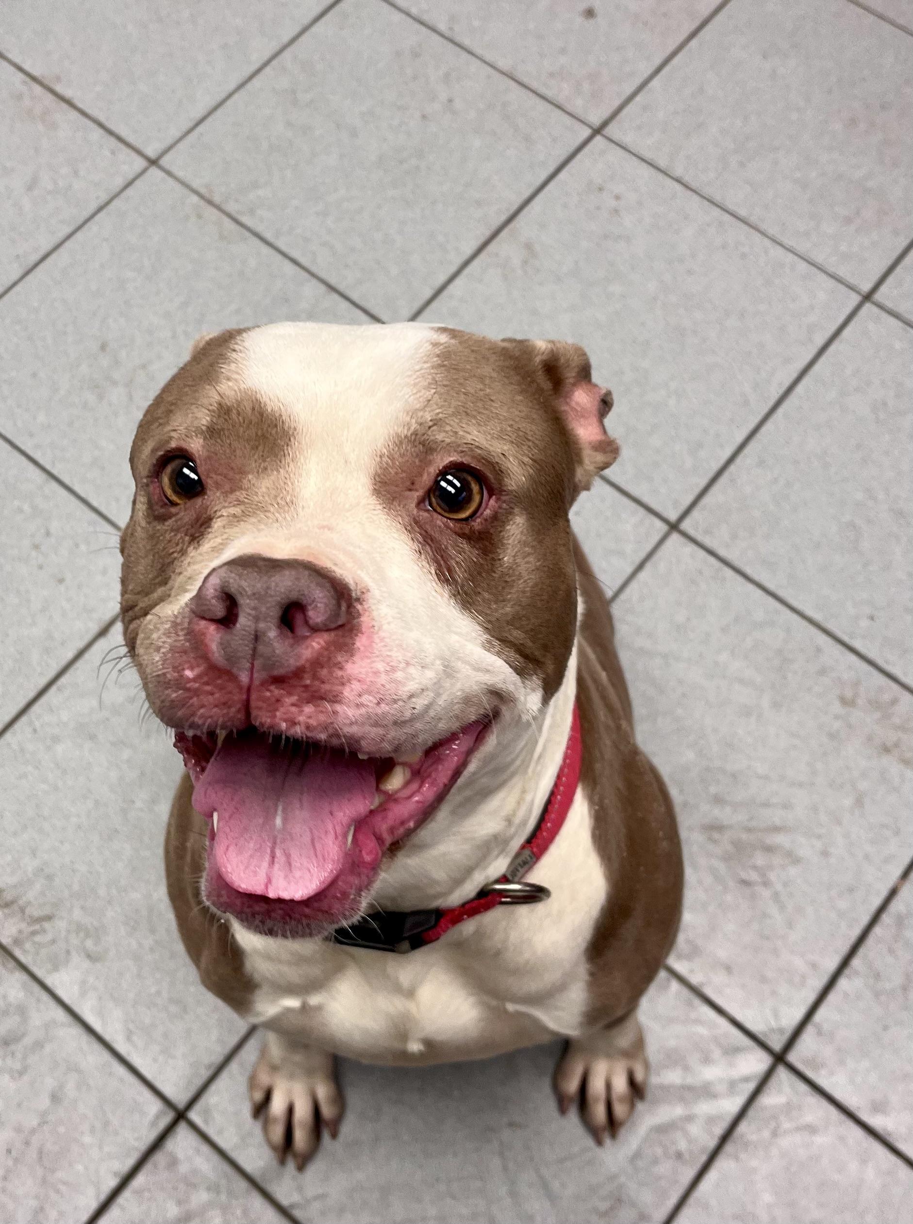 Scarlet — thumbnail 2