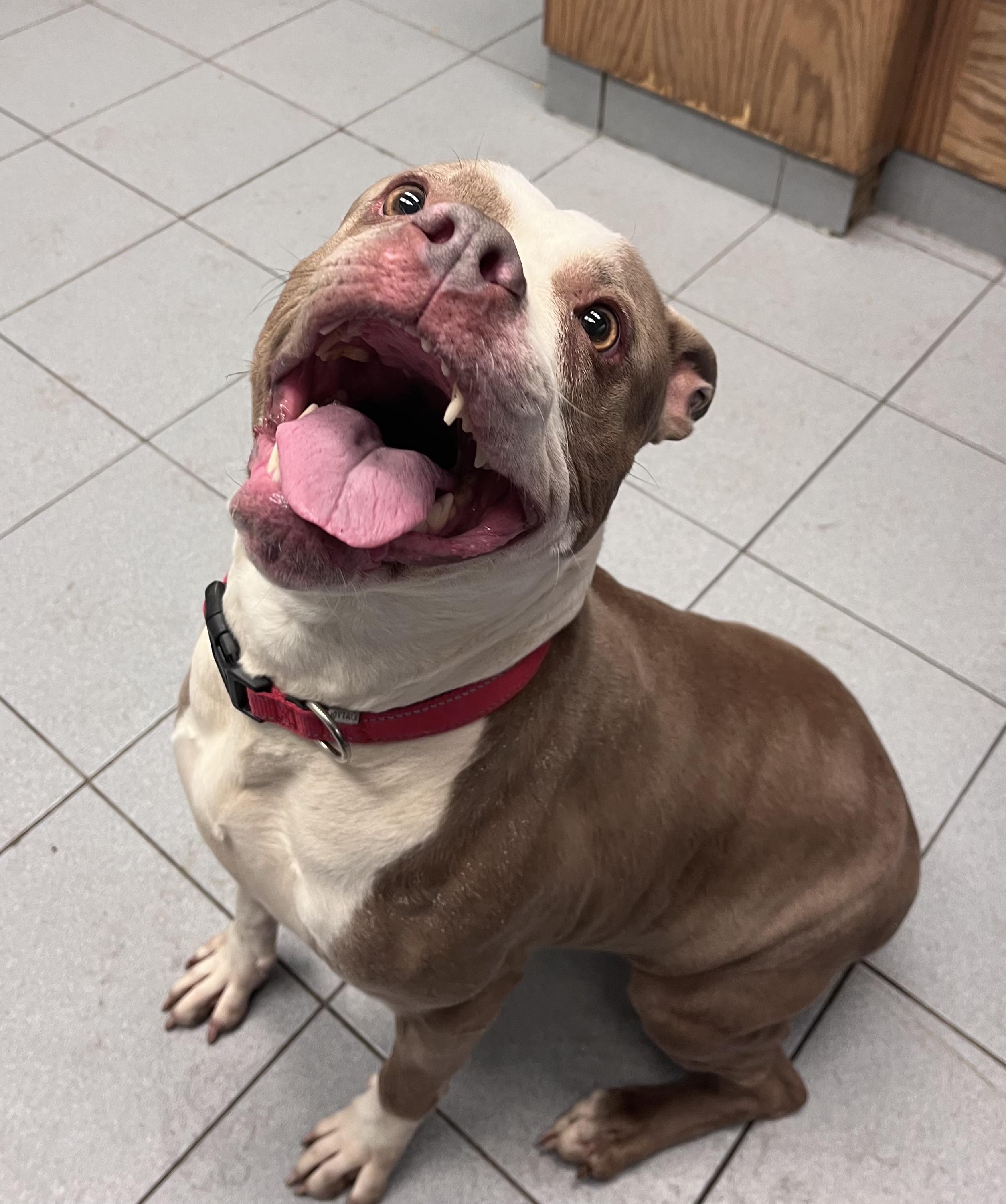 Scarlet — thumbnail 3