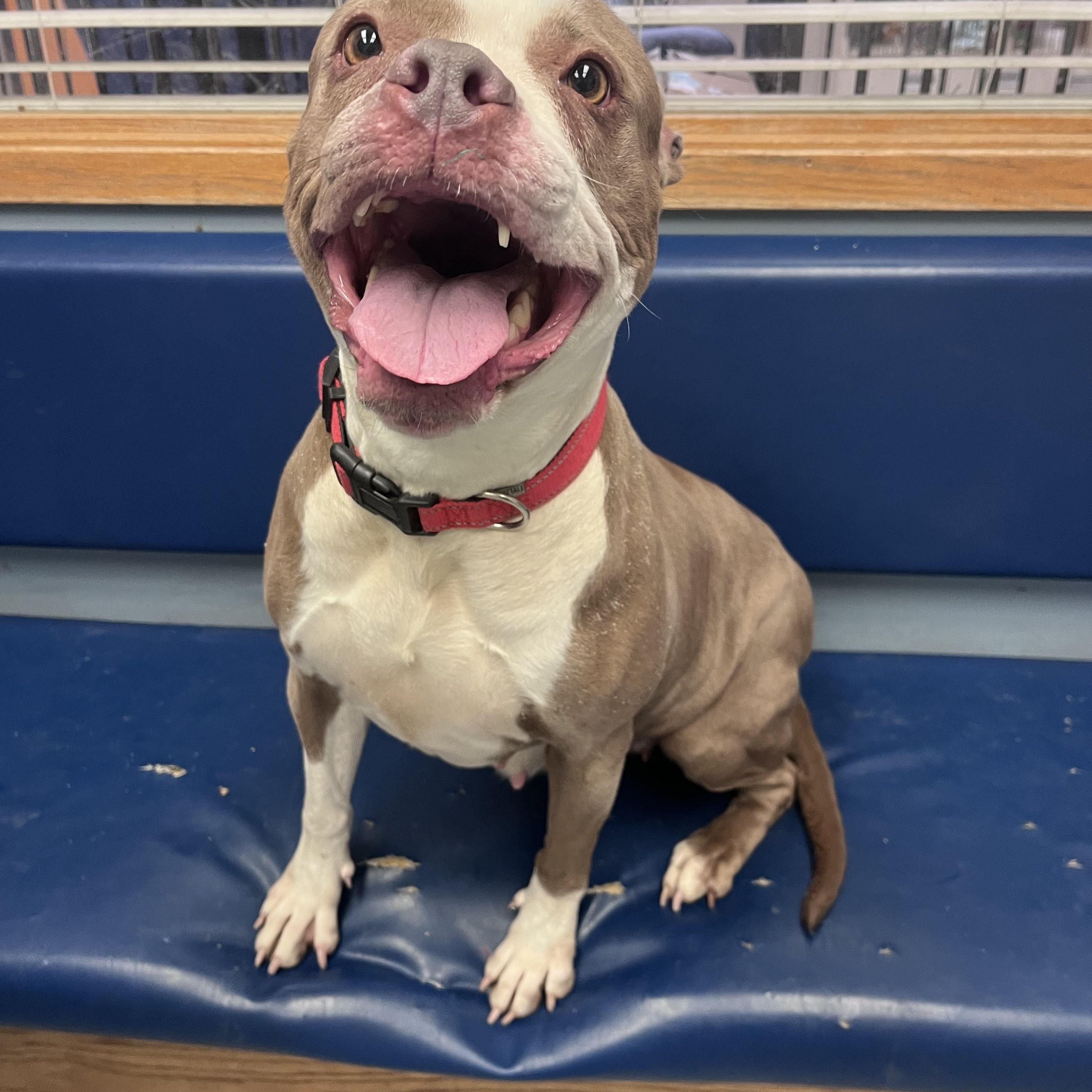 Scarlet — thumbnail 4