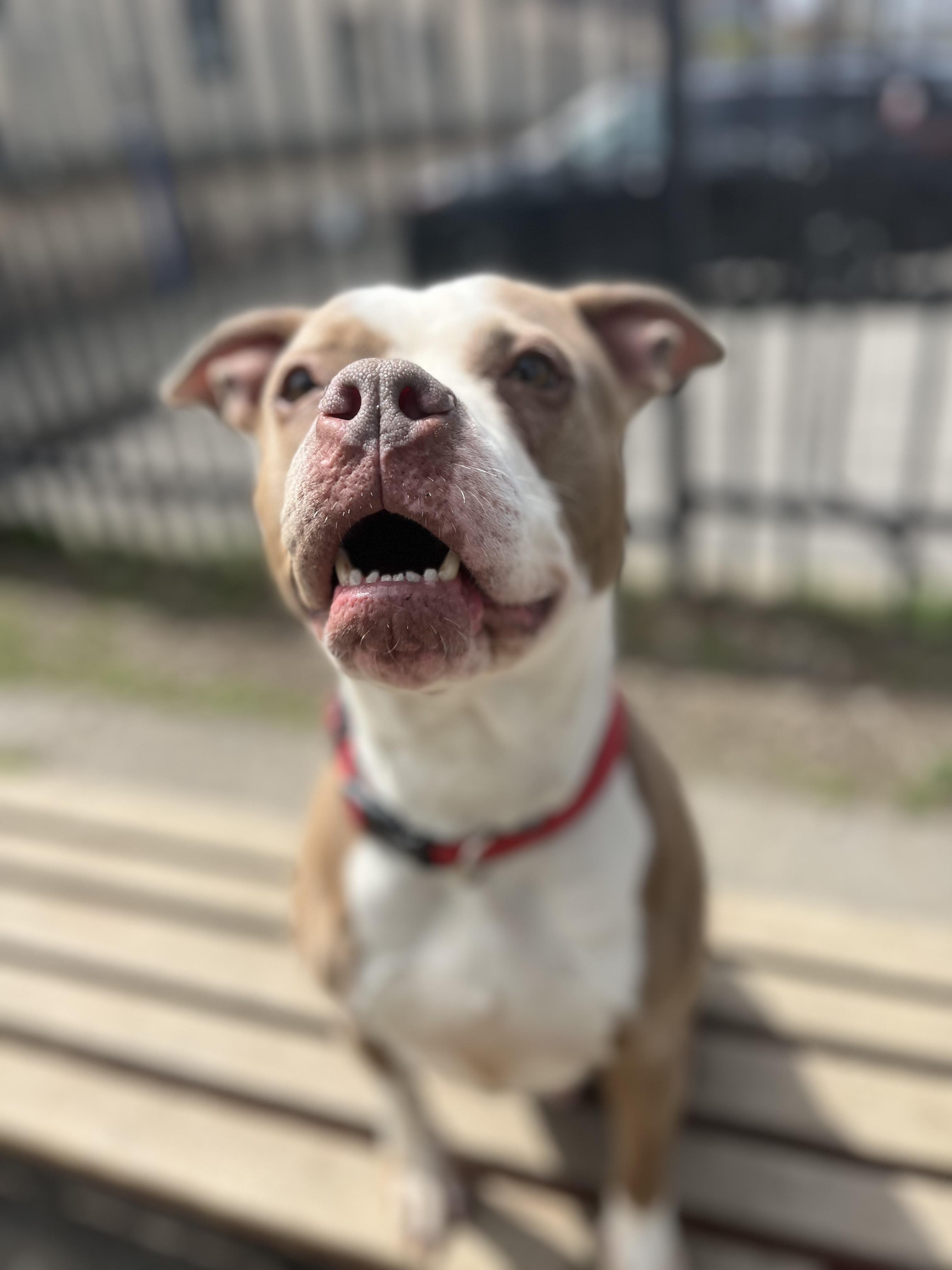 Enlarge Scarlet , a ADOPTABLE mixed breed in Buffalo, NY image 6/6