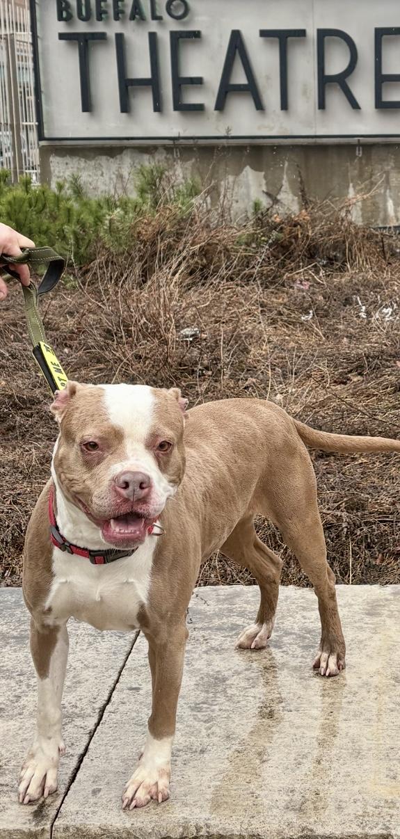 Enlarge Scarlet , a ADOPTABLE mixed breed in Buffalo, NY image 5/6