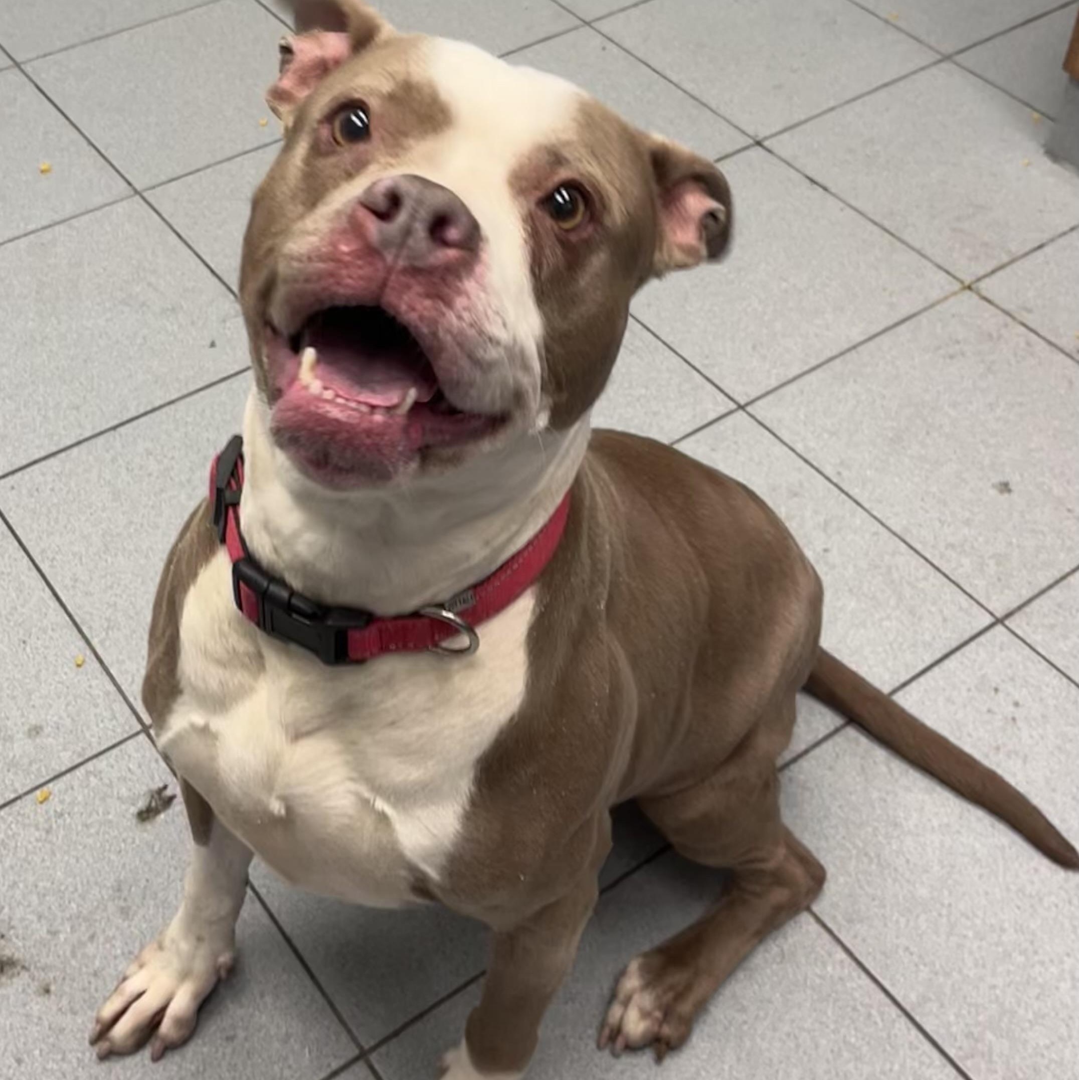 Enlarge Scarlet , a ADOPTABLE mixed breed in Buffalo, NY image 2/6