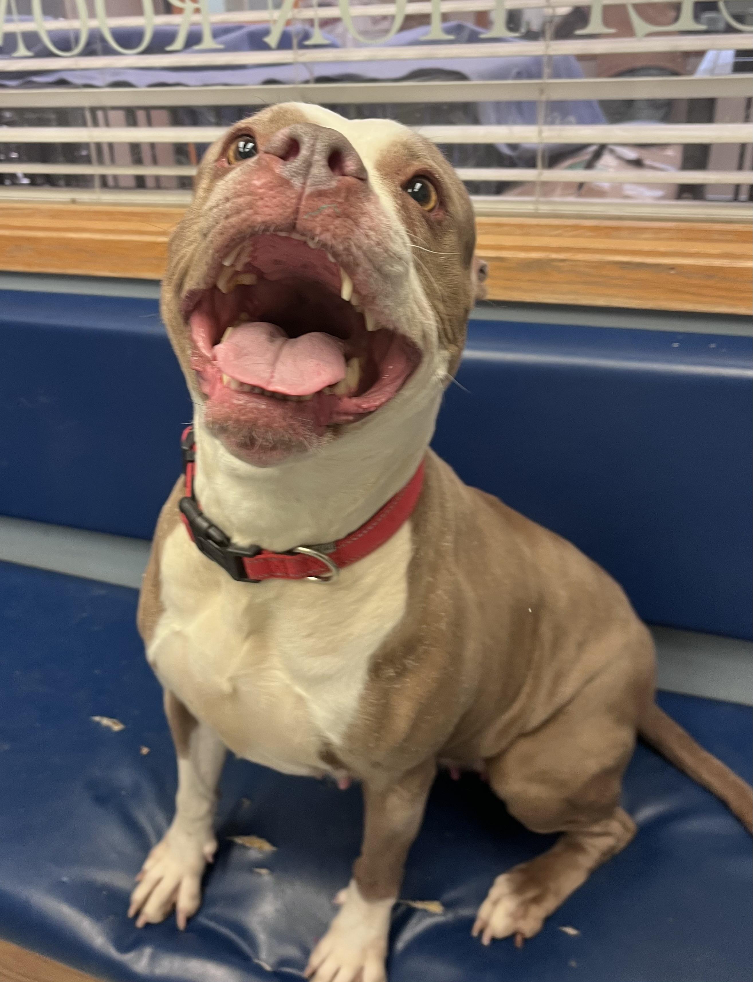 Scarlet — thumbnail 6