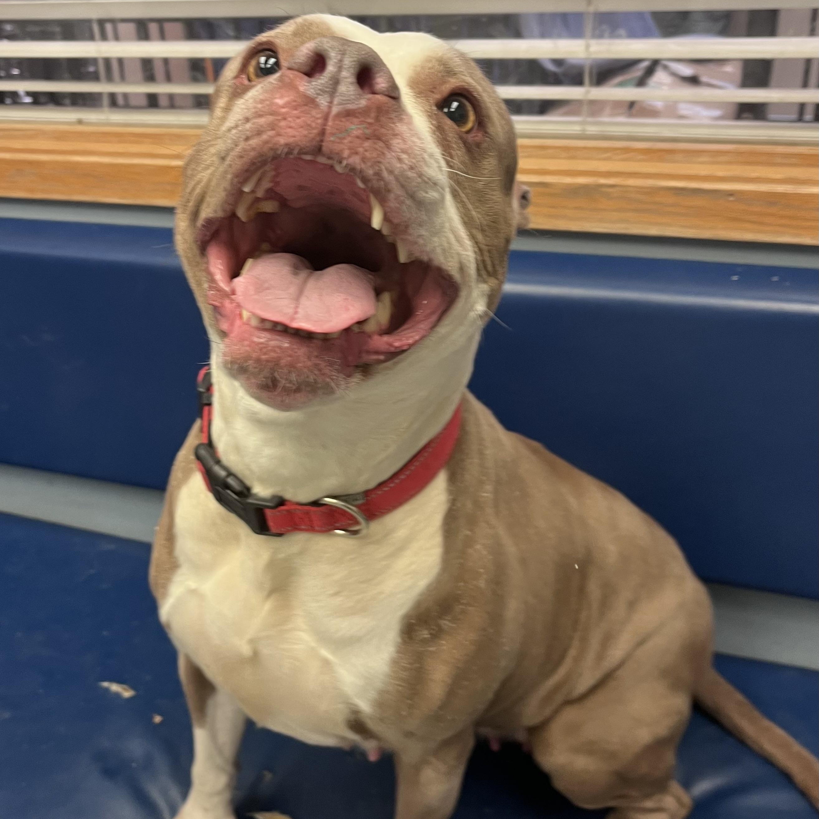 Enlarge Scarlet , a ADOPTABLE mixed breed in Buffalo, NY image 3/6