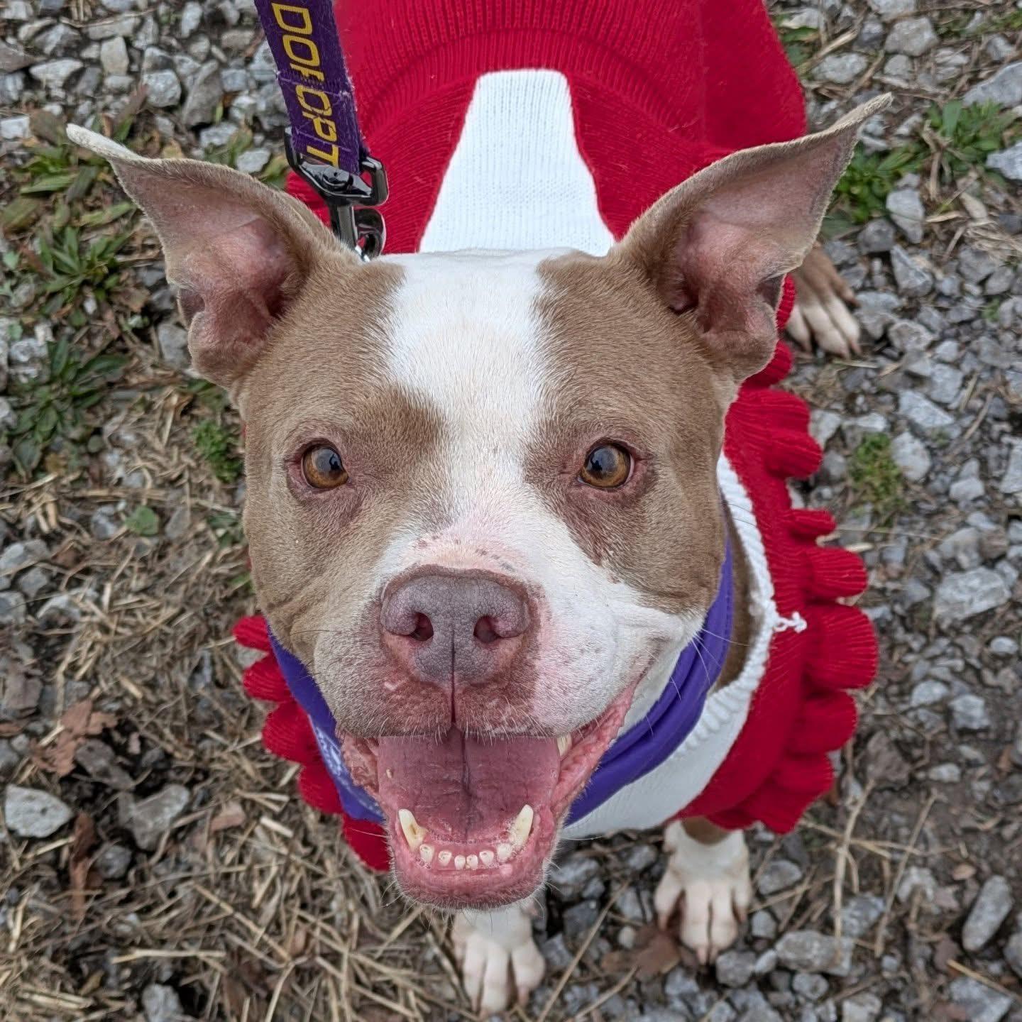 Scarlet , ADOPTABLE, Adult Female Boxer & Pit Bull Terrier.