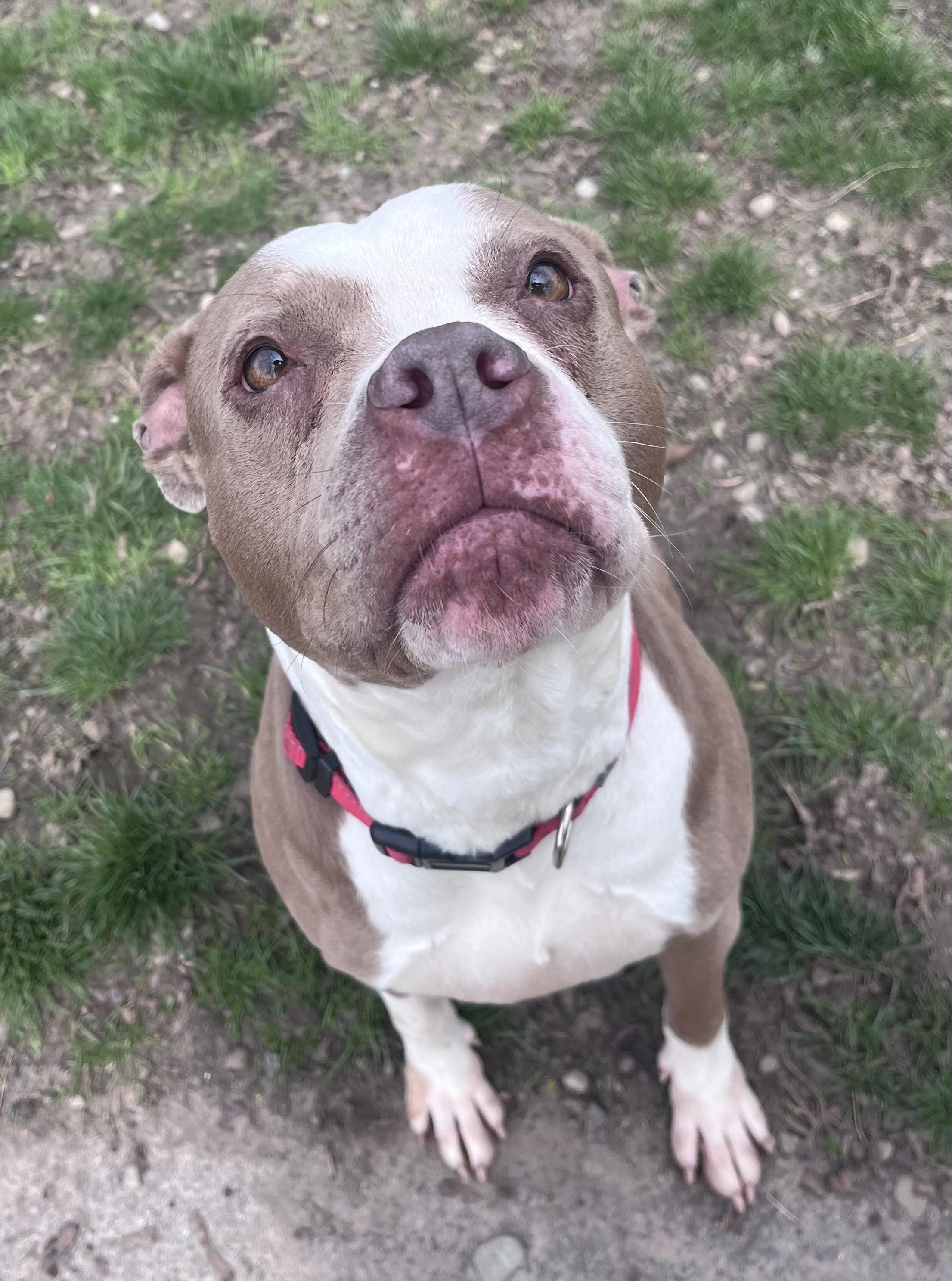 Enlarge Scarlet , a ADOPTABLE mixed breed in Buffalo, NY image 5/6