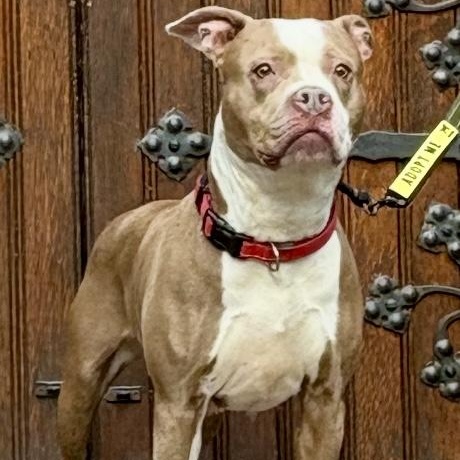 Enlarge Scarlet , a ADOPTABLE mixed breed in Buffalo, NY image 1/6