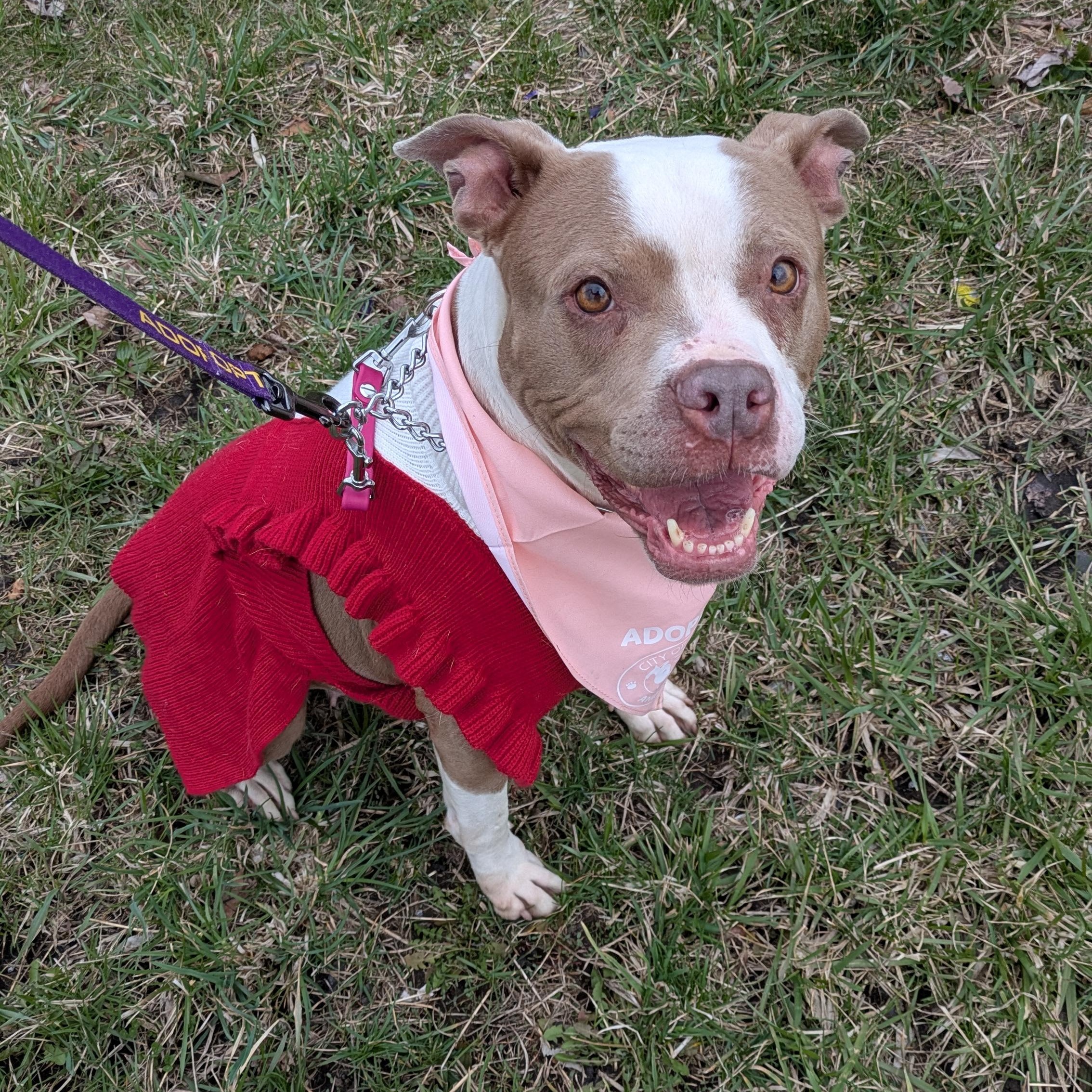 Enlarge Scarlet , a ADOPTABLE mixed breed in Buffalo, NY image 2/6