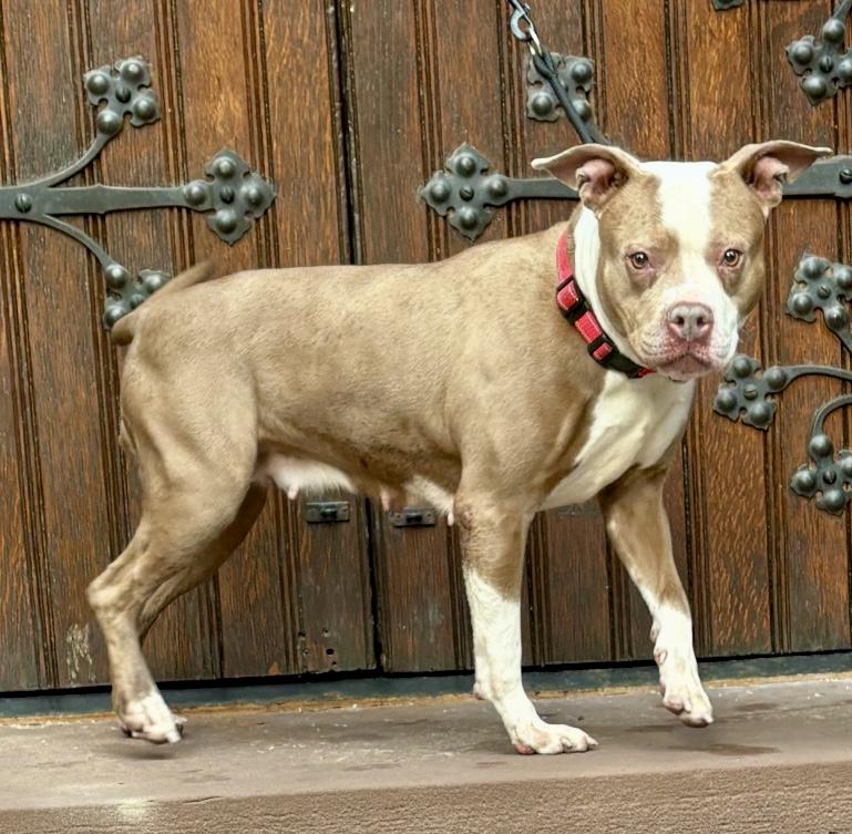 Enlarge Scarlet , a ADOPTABLE mixed breed in Buffalo, NY image 4/6