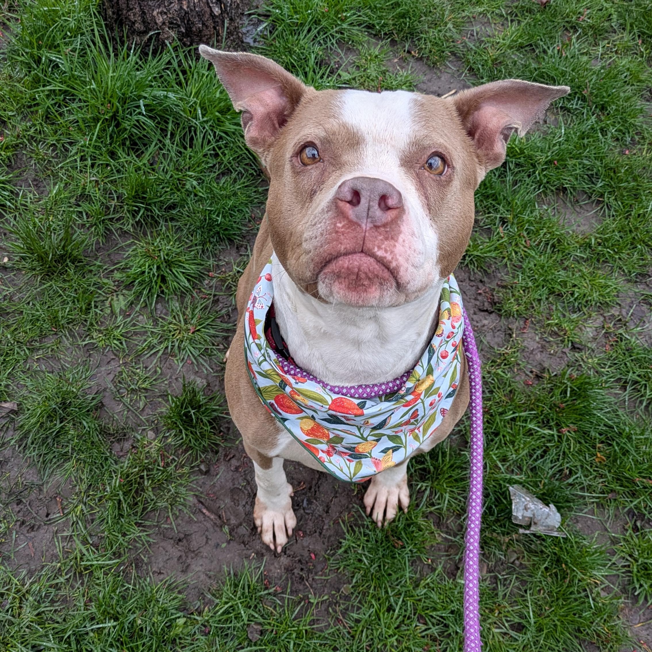 Scarlet , ADOPTABLE, Adult Female Boxer & Pit Bull Terrier.