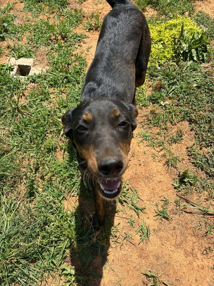 Kahlua, Adoptable, Adult Female Hound & Retriever.
