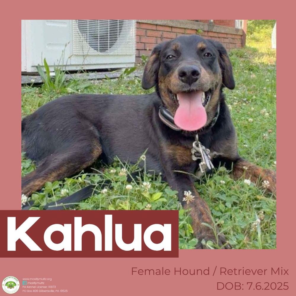 Enlarge Kahlua, a Adoptable mixed breed in Pottstown, PA image 4/6