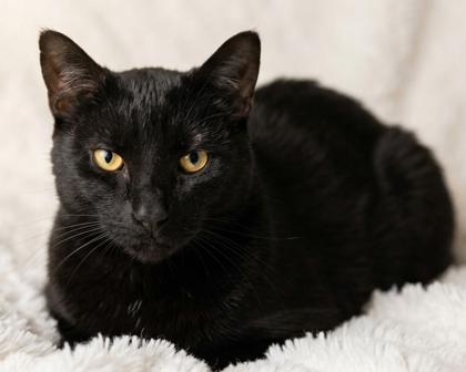 Enlarge Binx, a Adoptable mixed breed in Bedford, IN image 1/1