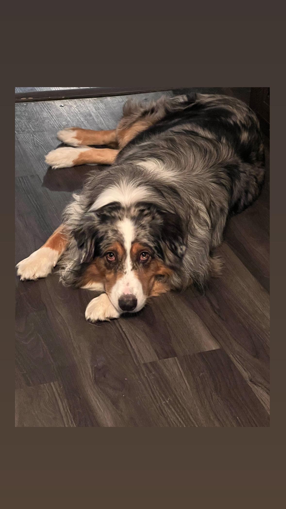 Diesel, a Adoptable Australian Shepherd in oriskany, NY image 4/4