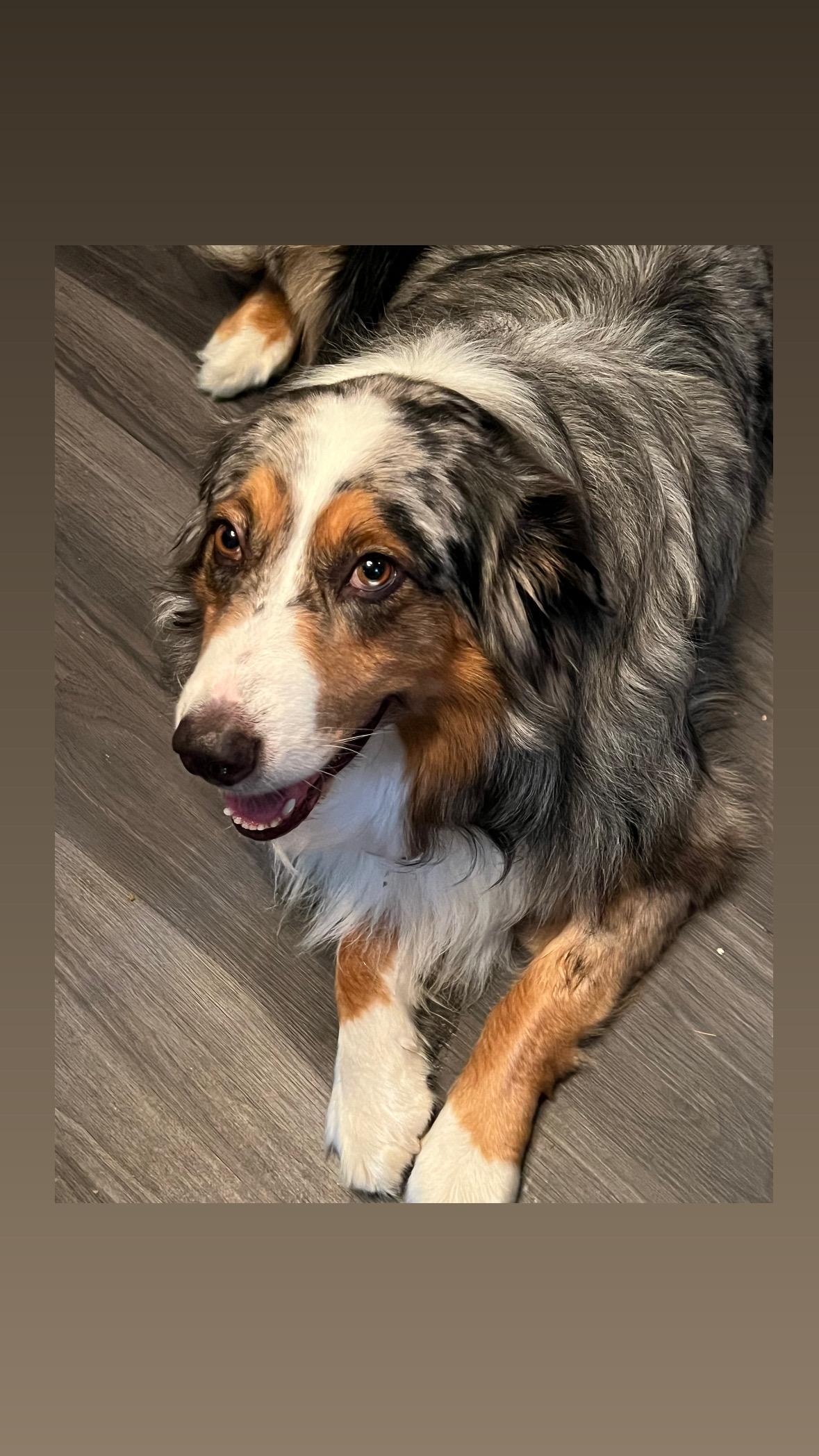 Diesel, a Adoptable Australian Shepherd in oriskany, NY image 1/4