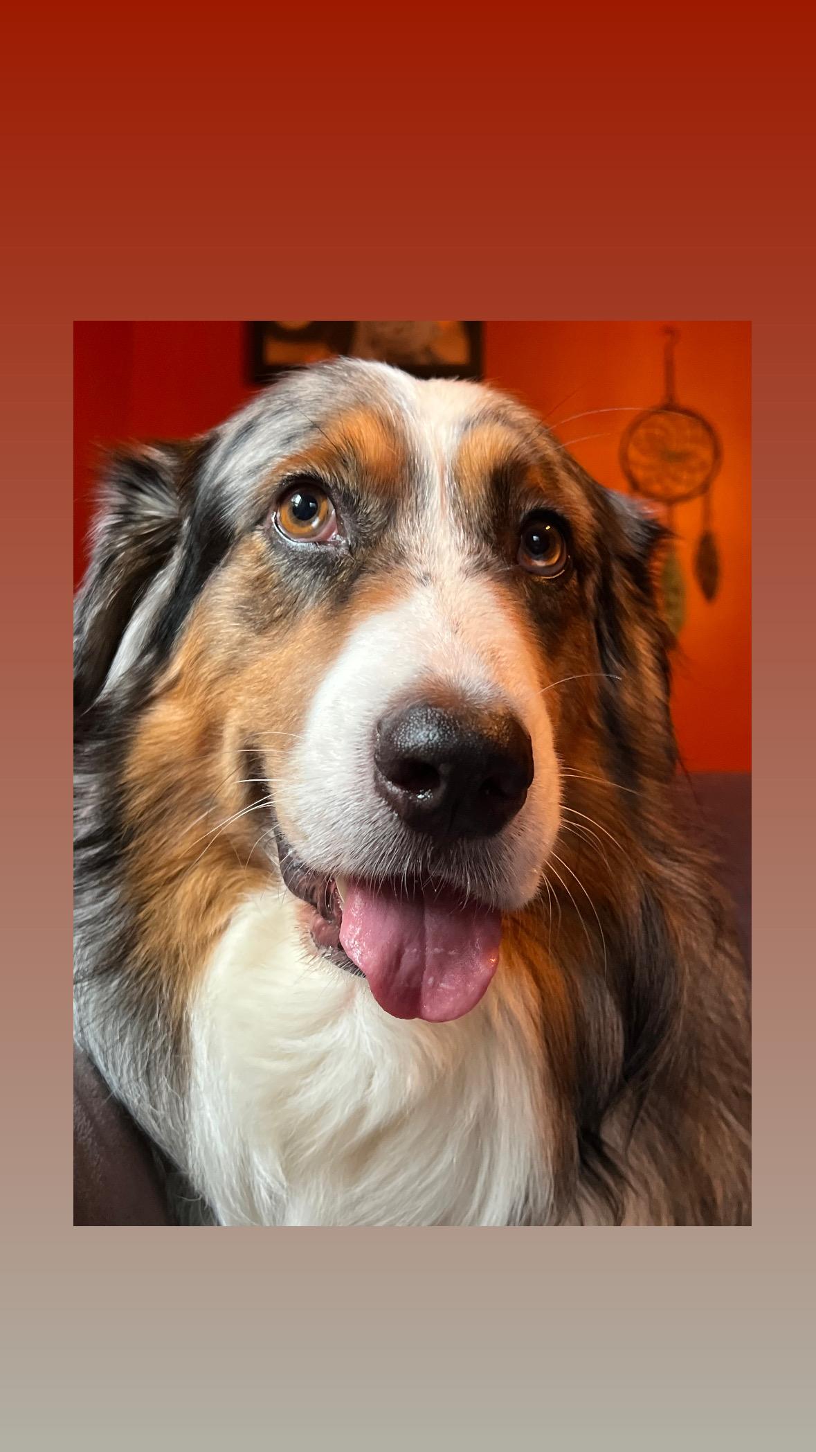 Diesel, a Adoptable Australian Shepherd in oriskany, NY image 3/4