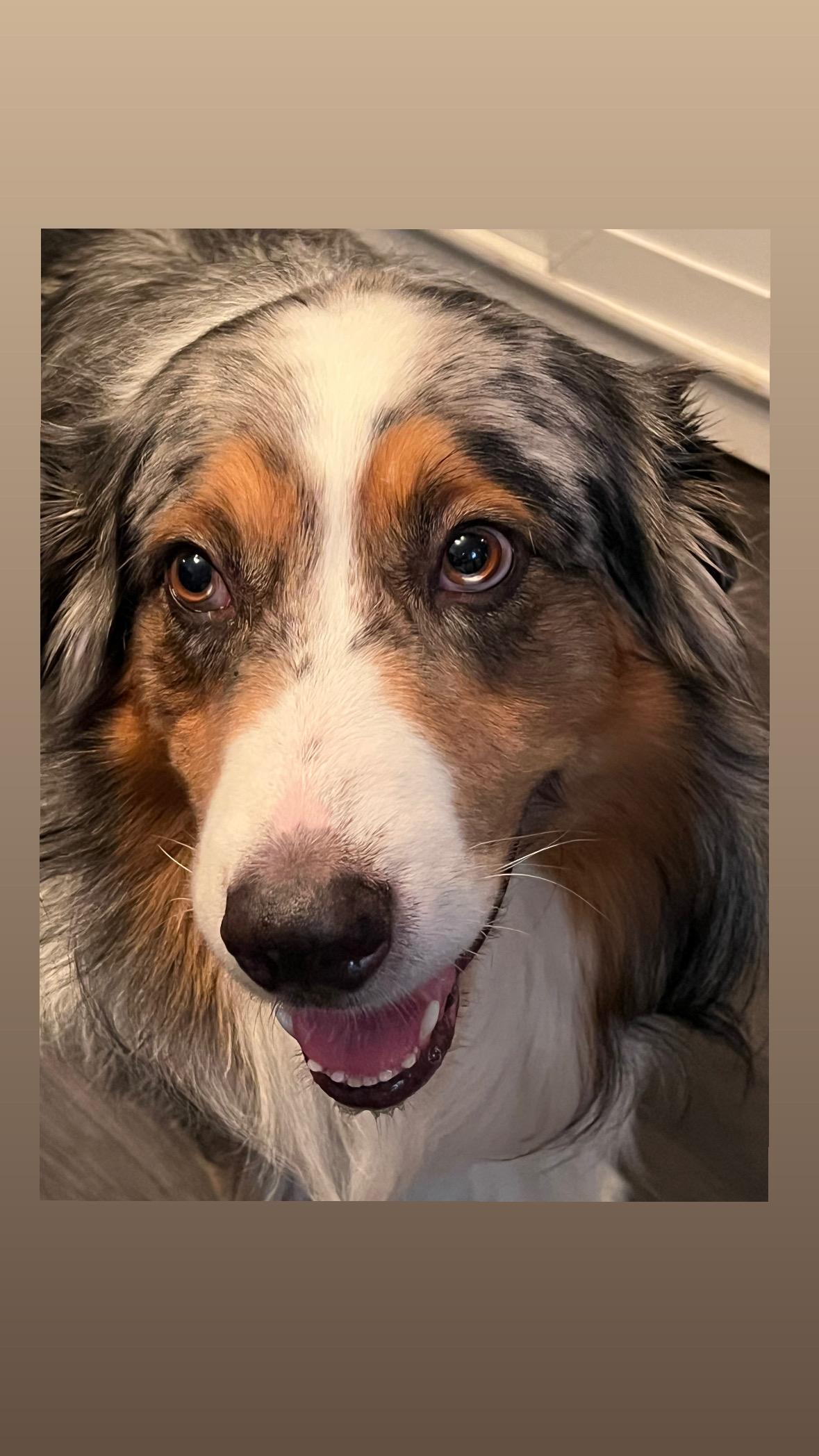 Diesel, a Adoptable Australian Shepherd in oriskany, NY image 2/4