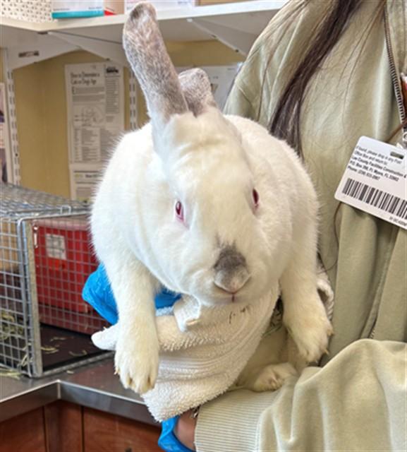 Enlarge BONNIE, a Adoptable Bunny Rabbit in Fort Myers, FL image 1/1