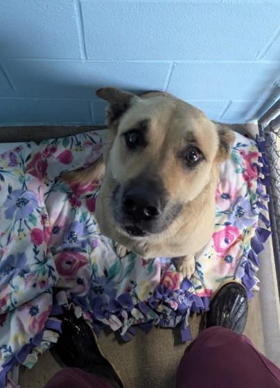 Enlarge BAILEY, a Adoptable mixed breed in Killeen, TX image 1/1