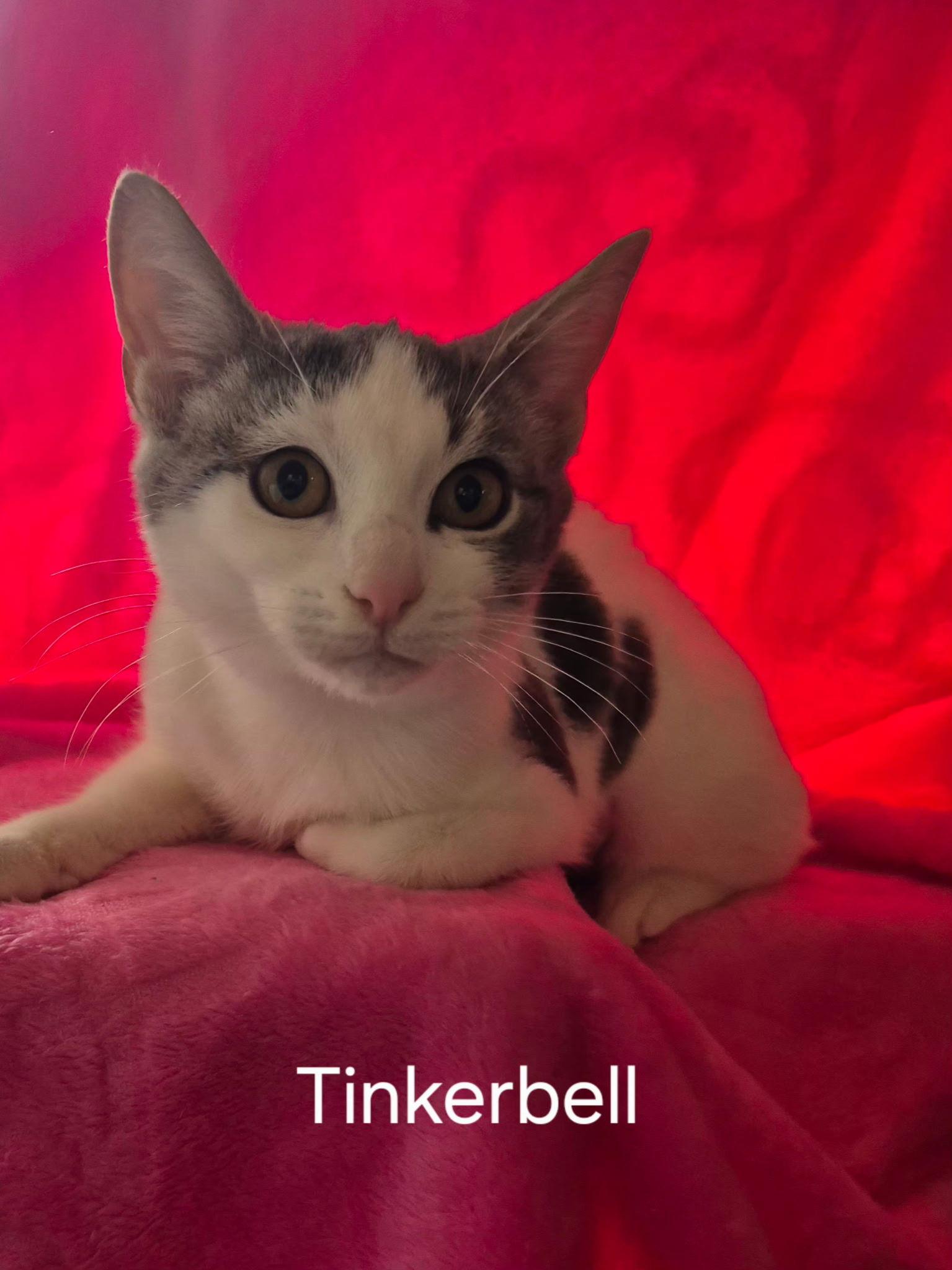 Tinkerbell, Adopted, Kitten Female Domestic Short Hair.