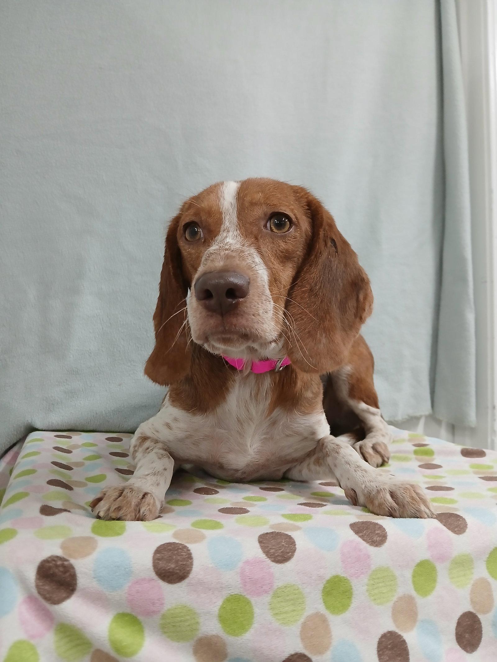 Enlarge Presley, a Adoptable Beagle in Winton, NC image 1/3