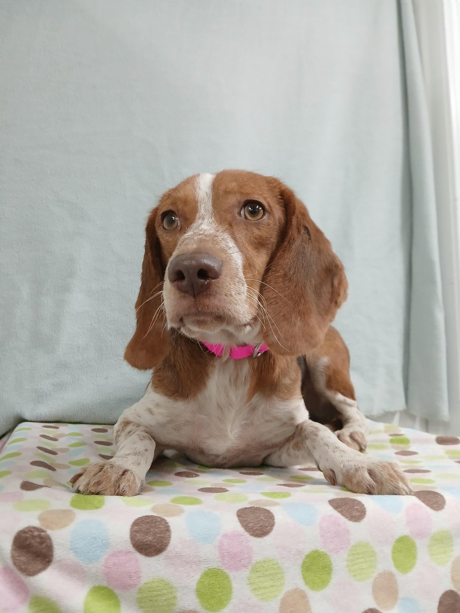 Enlarge Presley, a Adoptable Beagle in Winton, NC image 2/3