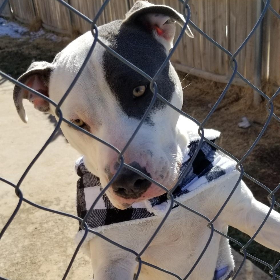 Buddy, a Adoptable mixed breed in Yukon, OK image 3/3