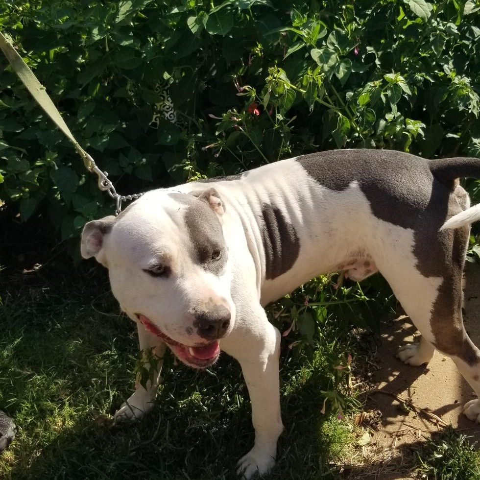 Buddy, a Adoptable mixed breed in Yukon, OK image 2/3