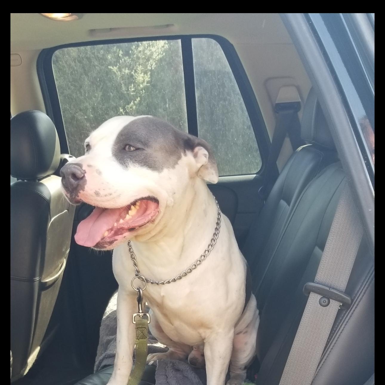 Buddy, a Adoptable mixed breed in Yukon, OK image 1/3