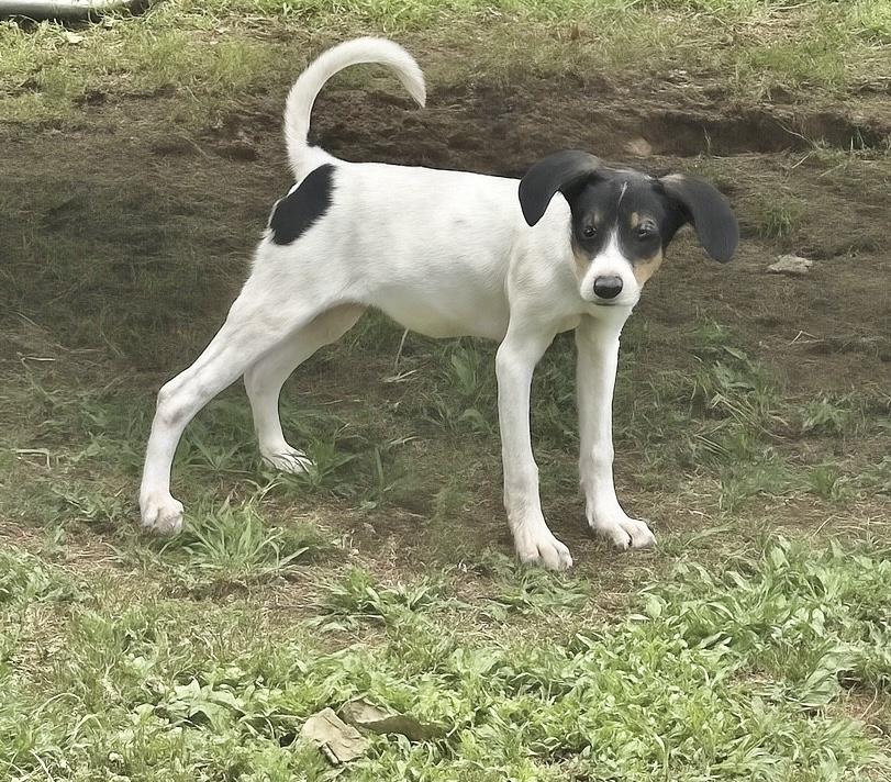 Rue, an adoptable Hound in Manchester, CT image 2/2