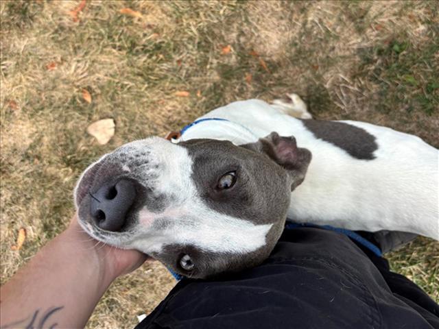 CLARA, Adoptable, Young Female Pit Bull Terrier.