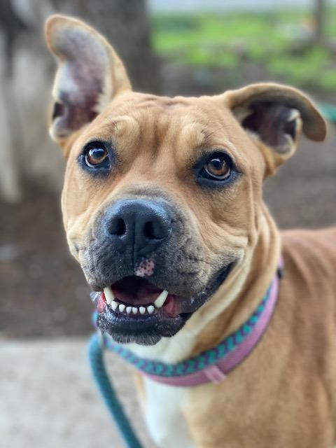 Tatum, Adoptable, Adult Female Pit Bull Terrier.