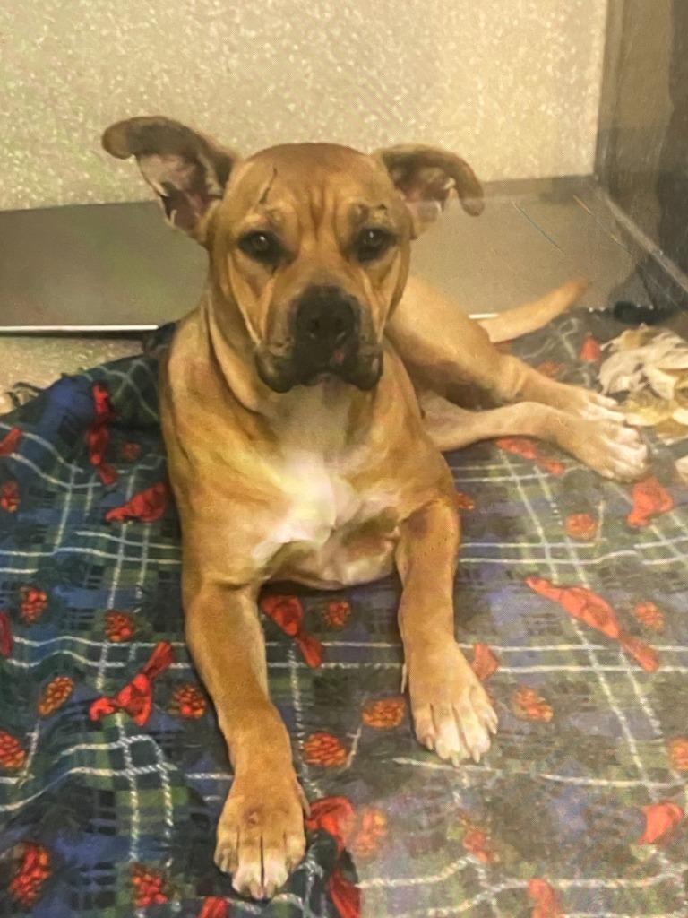 Enlarge Tatum, a Adoptable mixed breed image 2/2