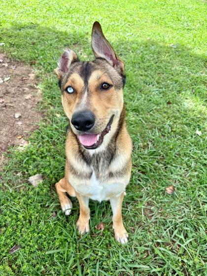 Enlarge Payaco 1781-24, a Adoptable mixed breed in Cumming, GA image 2/3