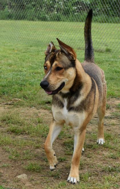 Enlarge Payaco 1781-24, a Adoptable mixed breed in Cumming, GA image 3/3