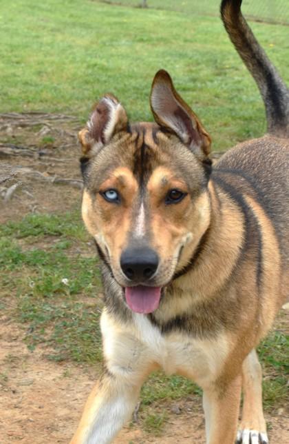 Enlarge Payaco 1781-24, a Adoptable mixed breed in Cumming, GA image 3/3