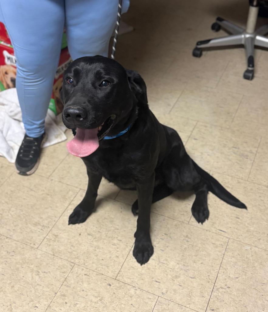 Enlarge Lloyd Christmas, a Adoptable mixed breed in Chillicothe, OH image 1/1