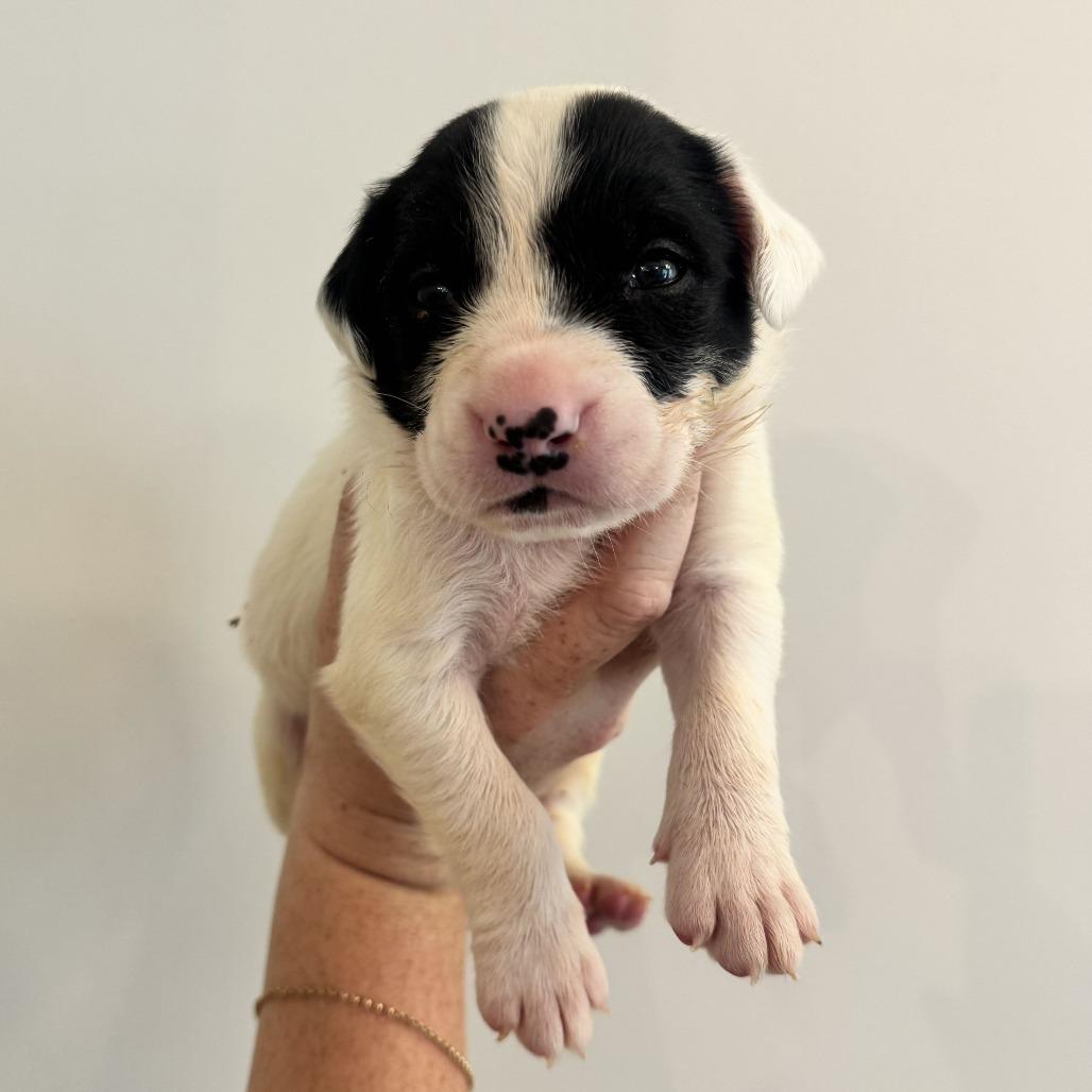 Orbiter, Adoptable, Puppy Male Pit Bull Terrier & Mixed Breed.