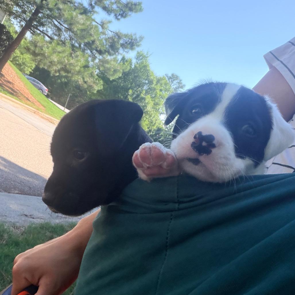 Orbiter, a Adoptable mixed breed in Durham, NC image 2/6