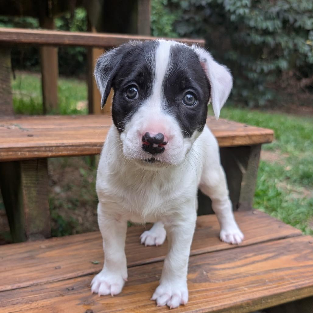 Orbiter, a Adoptable mixed breed in Durham, NC image 3/6