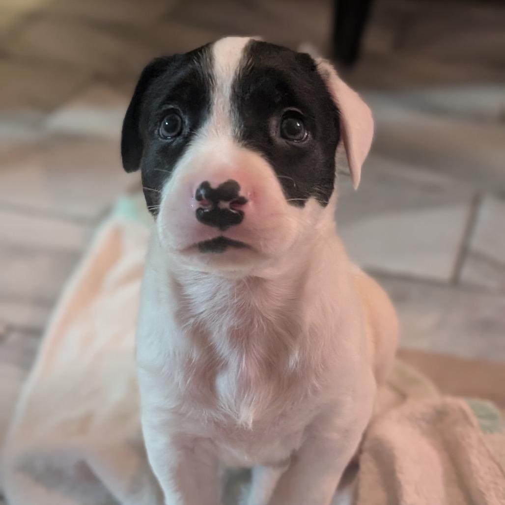 Orbiter, a Adoptable mixed breed in Durham, NC image 4/6