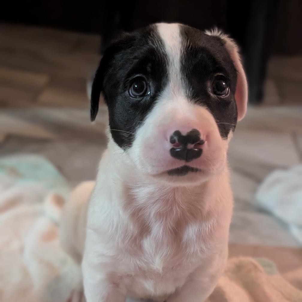 Orbiter, a Adoptable mixed breed in Durham, NC image 5/6