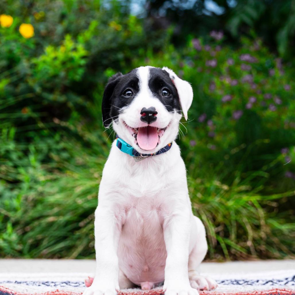 Orbiter, a Adoptable mixed breed in Durham, NC image 6/6