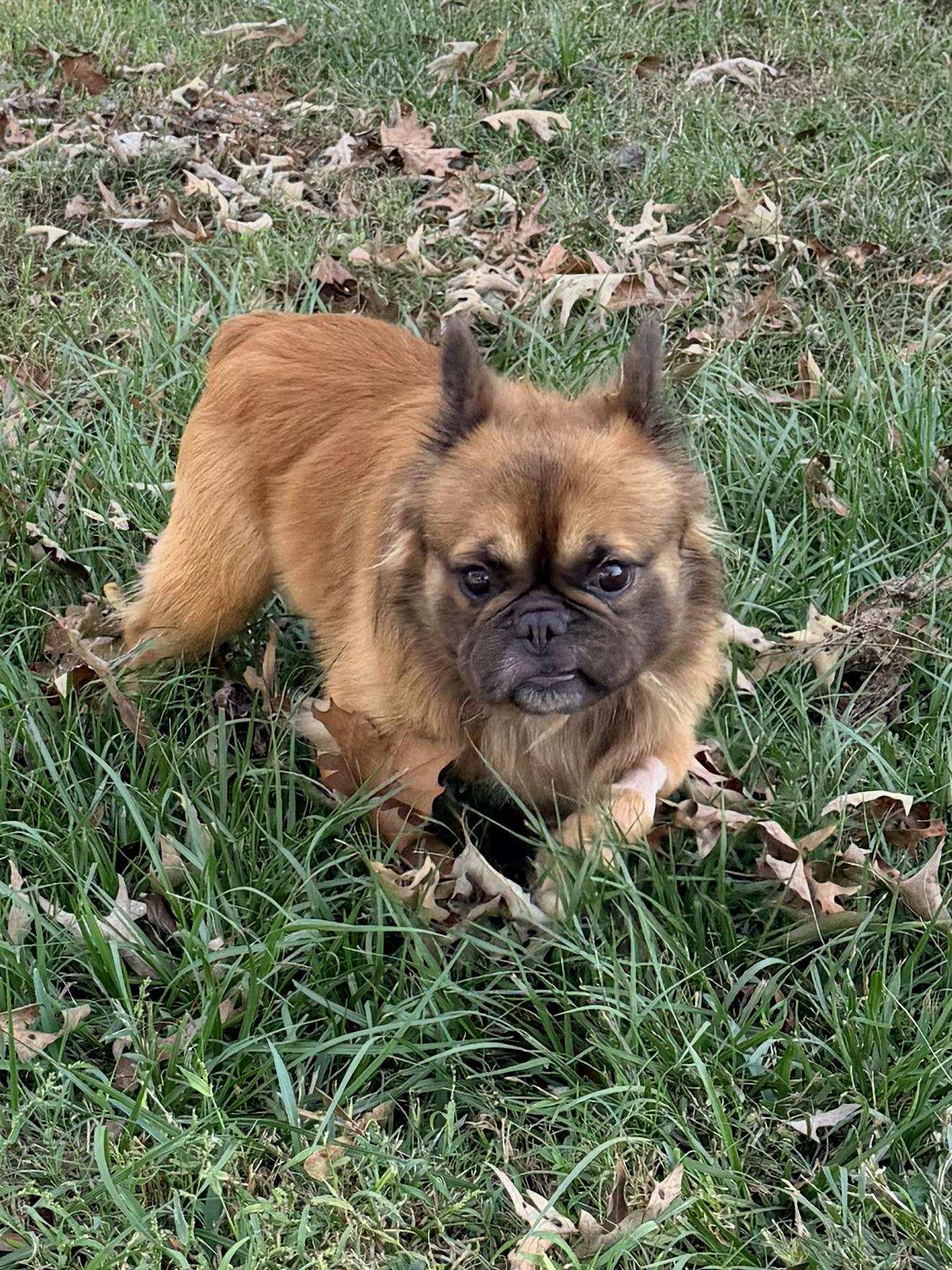 Enlarge Deuce, a Adopted French Bulldog in Baker, LA image 4/6