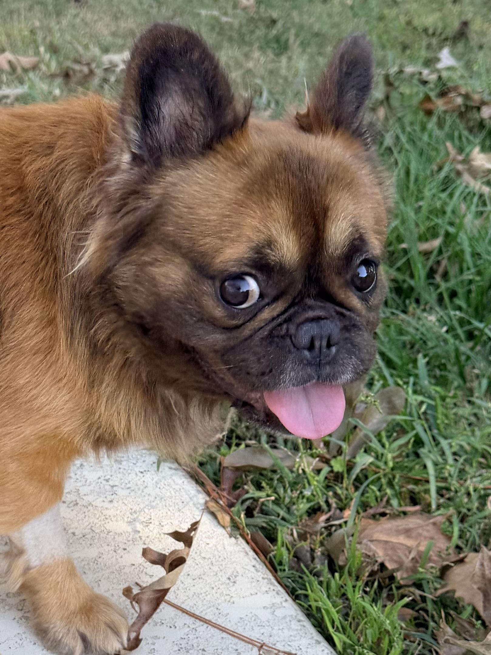 Enlarge Deuce, a Adopted French Bulldog in Baker, LA image 2/6